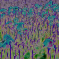 Buy canvas prints of Enchanted Blue Poppy Field by Catchavista 