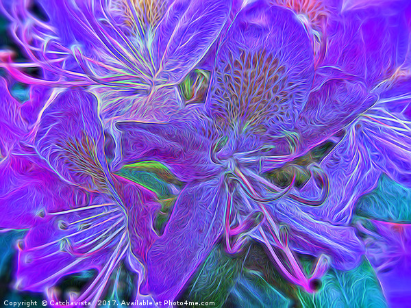 Purple Rhododendron Picture Board by Catchavista 
