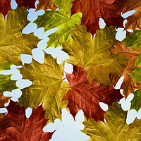 Buy canvas prints of Autumn Leaves Brite by Catchavista 