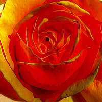 Buy canvas prints of Bursting Radiance of Amber Rose by Catchavista 