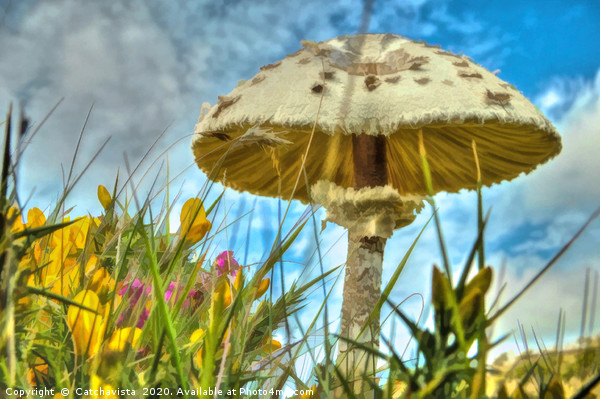 Summer's Whisper: Meadow Mushroom Picture Board by Catchavista 
