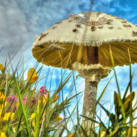 Buy canvas prints of Summer's Whisper: Meadow Mushroom by Catchavista 