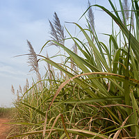 Buy canvas prints of Sugarcane, Burkina Faso by Massimo Lama
