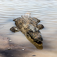 Buy canvas prints of Sacred crocodile, Burkina Faso by Massimo Lama