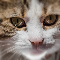 Buy canvas prints of Cat domestic blurred   by Massimo Lama