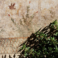 Buy canvas prints of Fresco in villa oplontis by Massimo Lama
