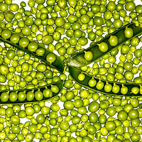 Buy canvas prints of fresh green peas by Massimo Lama