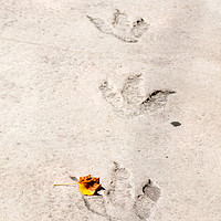 Buy canvas prints of Dinosaur footprints by Massimo Lama