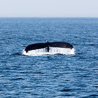 Buy canvas prints of Tail of Whale, Cape Cod by Massimo Lama
