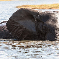 Buy canvas prints of elephant at bath by Massimo Lama