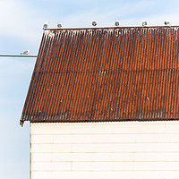 Buy canvas prints of Seagulls on a roof by Massimo Lama