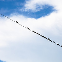 Buy canvas prints of Birds on a wire by Massimo Lama