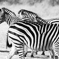 Buy canvas prints of zebra in Botswana by Massimo Lama