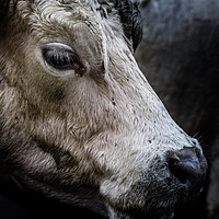 Buy canvas prints of farm cow close up portrait  by Massimo Lama