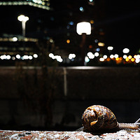 Buy canvas prints of snail on a wall by Massimo Lama