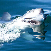 Buy canvas prints of Great white shark by Massimo Lama
