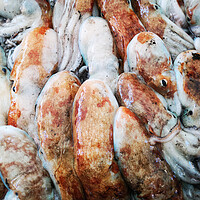 Buy canvas prints of Cuttlefish in open seamarket by Massimo Lama