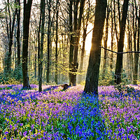 Buy canvas prints of Bluebells at Micheldever by Julian Paynter