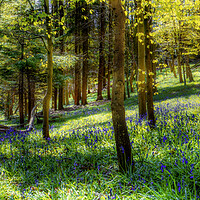 Buy canvas prints of Bluebell woods by Kevin Elias