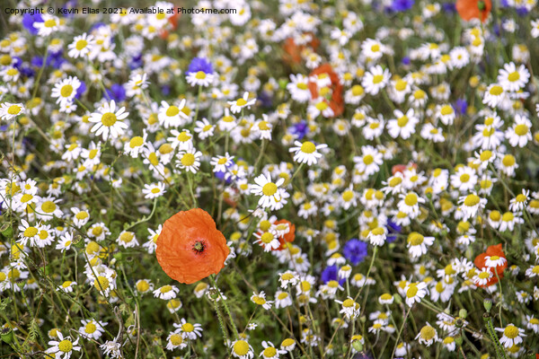 Wildflower meadow Picture Board by Kevin Elias