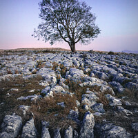 Buy canvas prints of Solitary Sentinel of Malham by Kevin Elias