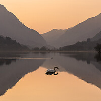 Buy canvas prints of Swan lake by Kevin Elias