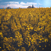 Buy canvas prints of Fields of gold by Kevin Elias