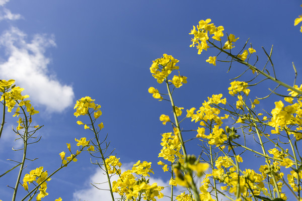 FIELDS OF YELLOW Picture Board by Kevin Elias