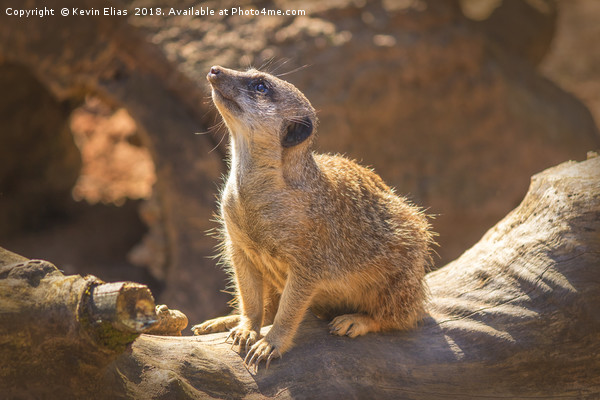 Captured Essence of a Meerkat Picture Board by Kevin Elias