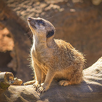 Buy canvas prints of Captured Essence of a Meerkat by Kevin Elias