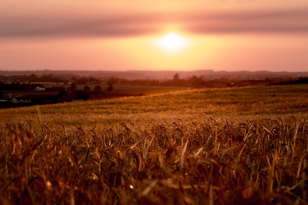 Cornfield sunset Picture Board by Kevin Elias