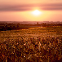 Buy canvas prints of Cornfield sunset by Kevin Elias