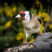 Buy canvas prints of GOLDFINCH by Kevin Elias