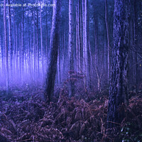 Buy canvas prints of Mystical wood by Kevin Elias