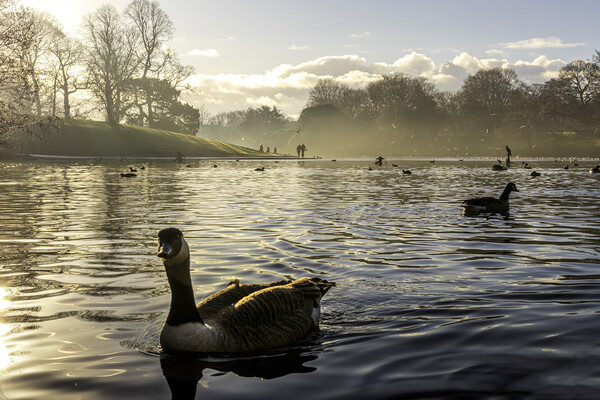 Sefton park lake Picture Board by Kevin Elias