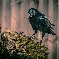 Buy canvas prints of Crow by Distortion Photography