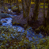 Buy canvas prints of Woodland Stream by Distortion Photography