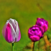 Buy canvas prints of Tulips in the park. by Jim Wood