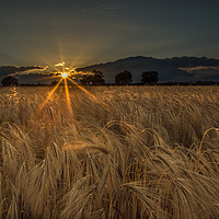 Buy canvas prints of Golden Harvest by AMANDA AINSLEY
