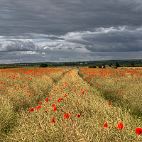 Buy canvas prints of Storm Clouds over Poppies by AMANDA AINSLEY