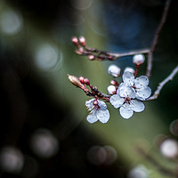 Buy canvas prints of Spring Blossom by AMANDA AINSLEY