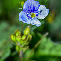 Buy canvas prints of Speedwell by AMANDA AINSLEY
