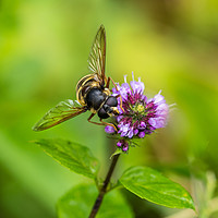 Buy canvas prints of Portrait of a Hover Fly by AMANDA AINSLEY