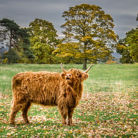 Buy canvas prints of Highland Cow by AMANDA AINSLEY