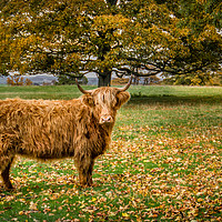 Buy canvas prints of Highland Cow by AMANDA AINSLEY