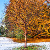Buy canvas prints of Autumn Snow by AMANDA AINSLEY