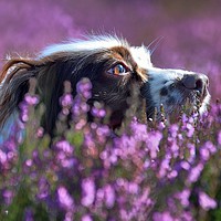 Buy canvas prints of Moorland Milly                     by AMANDA AINSLEY