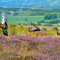 Buy canvas prints of Red Grouse in Flight                     by AMANDA AINSLEY