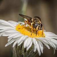 Buy canvas prints of Portrait of a Hover Fly by AMANDA AINSLEY