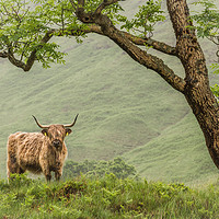 Buy canvas prints of Highland Cow of Cona Glen by AMANDA AINSLEY